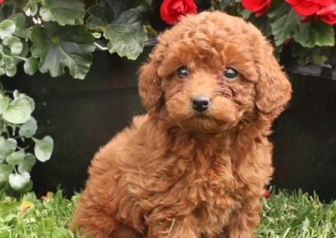 TOY POODLE BİBLO